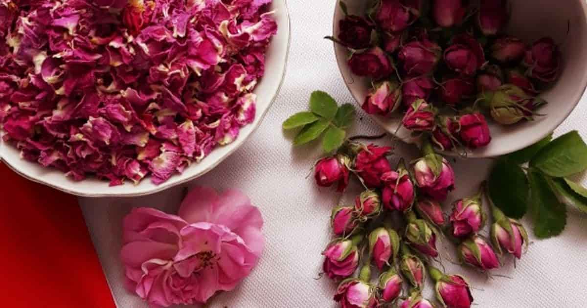 تصویر 1 از غنچه گل محمدی محصولی آرامش بخش